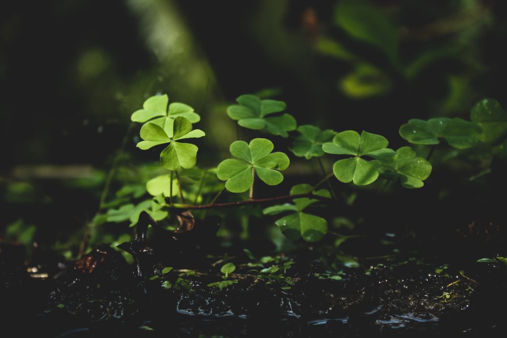 Symbole szczęścia: Odkryj ich magiczną moc